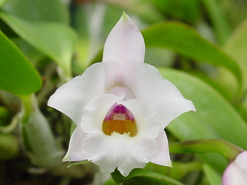 Cattleya alaorii